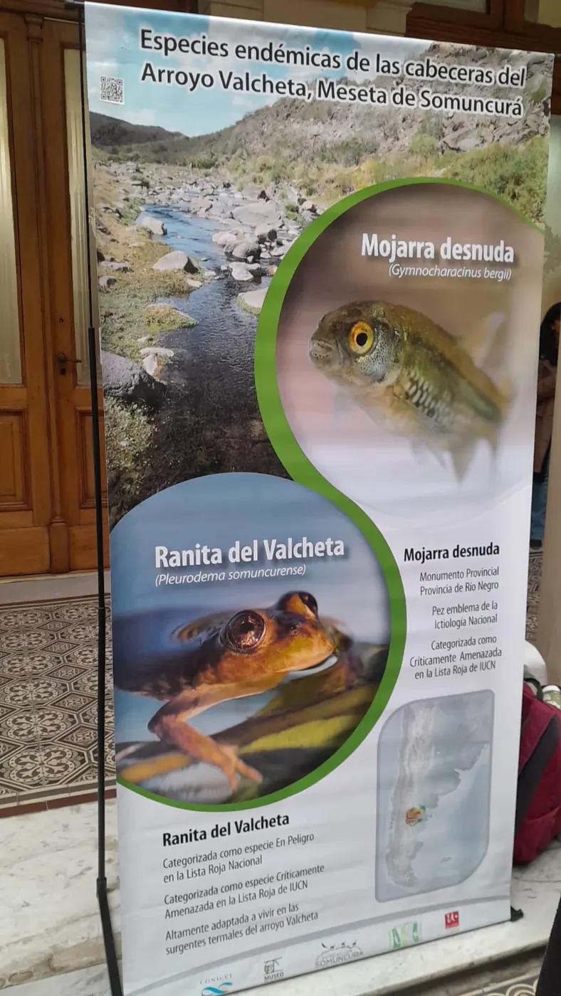 Panel sobre las especies endémicas del arroyo Valcheta: la mojarra desnuda y la ranita del Valcheta.